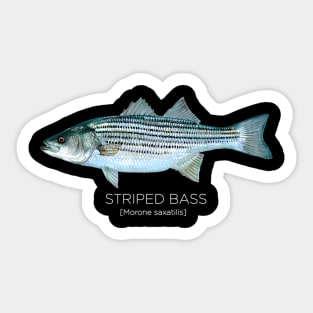 Scientific Striped Bass For Surf Striper Fisher Sticker